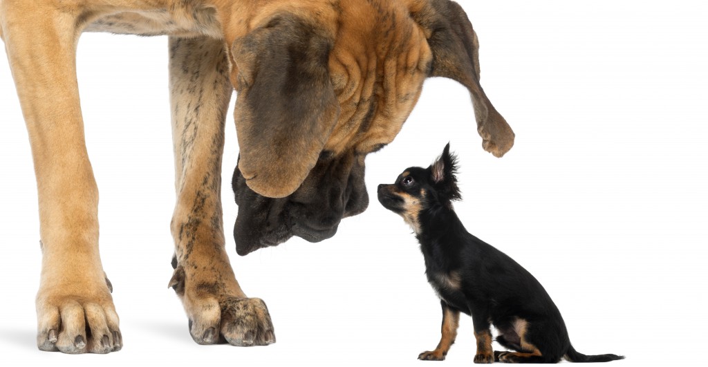 Big Dog Little Dog